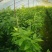 有籽沃柑大杯苗，软枝香橙砧木，全直根无闪电根，根系发达