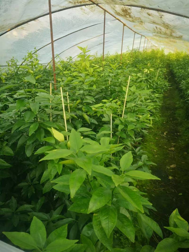 有籽沃柑大杯苗，软枝香橙砧木，全直根无闪电根，根系发达