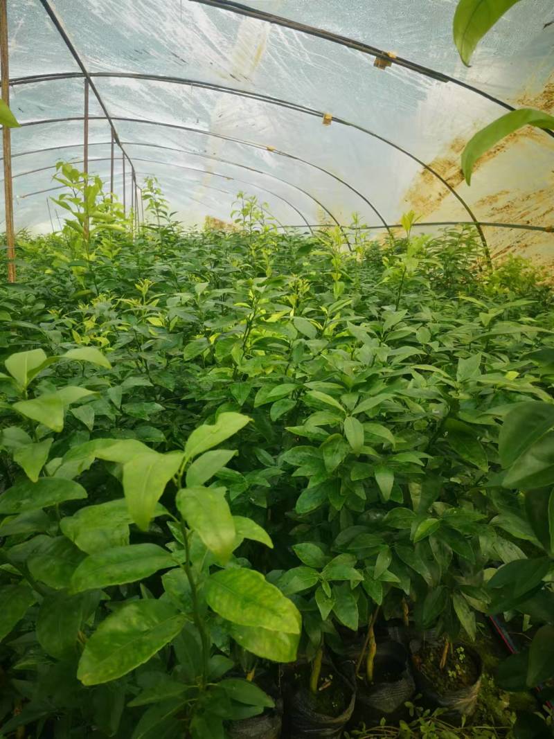 有籽沃柑大杯苗，软枝香橙砧木，全直根无闪电根，根系发达