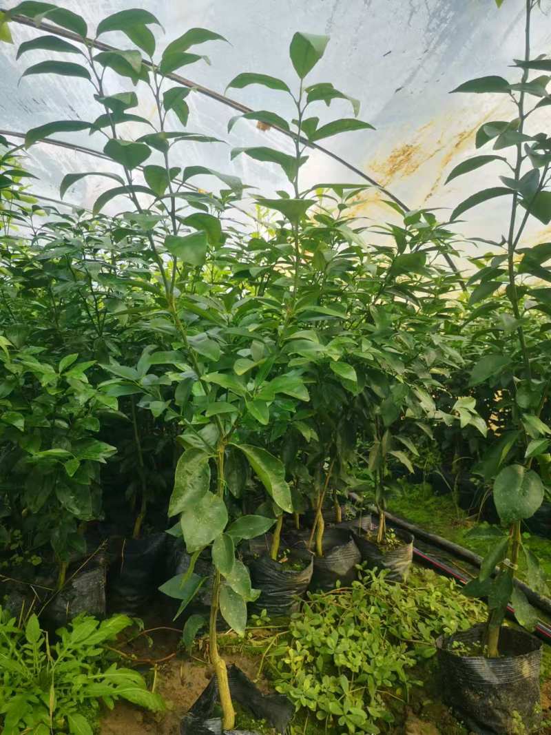 有籽沃柑大杯苗，软枝香橙砧木，全直根无闪电根，根系发达