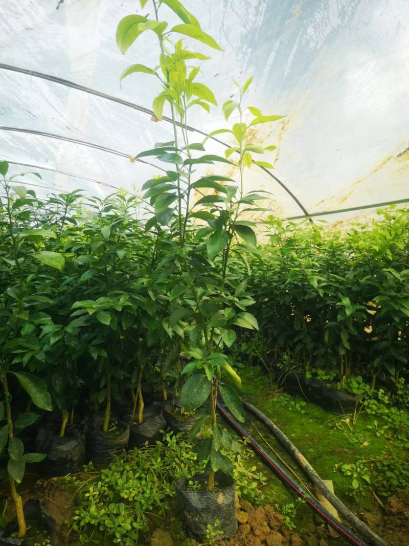 有籽沃柑大杯苗，软枝香橙砧木，全直根无闪电根，根系发达
