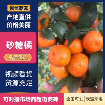 广西砂糖橘沙糖桔通货电商货纯甜无酸大量供应费用低