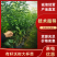 有籽沃柑大杯苗，软枝香橙砧木，全直根无闪电根，根系发达