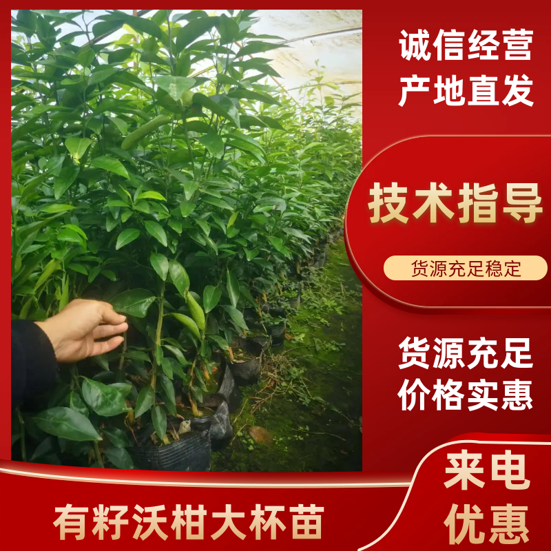 有籽沃柑大杯苗，软枝香橙砧木，全直根无闪电根，根系发达