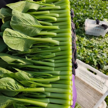 成都菜心精品菜心基地直供色泽好保质保量欢迎采购