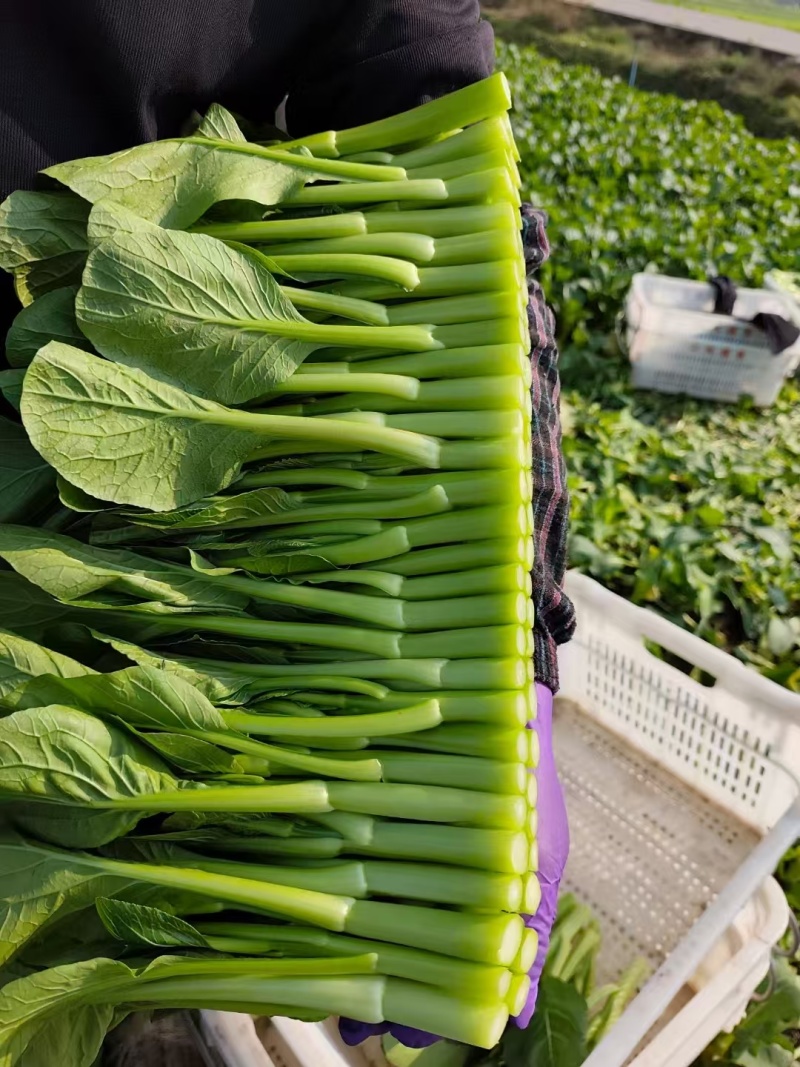 成都菜心精品菜心基地直供色泽好保质保量欢迎采购