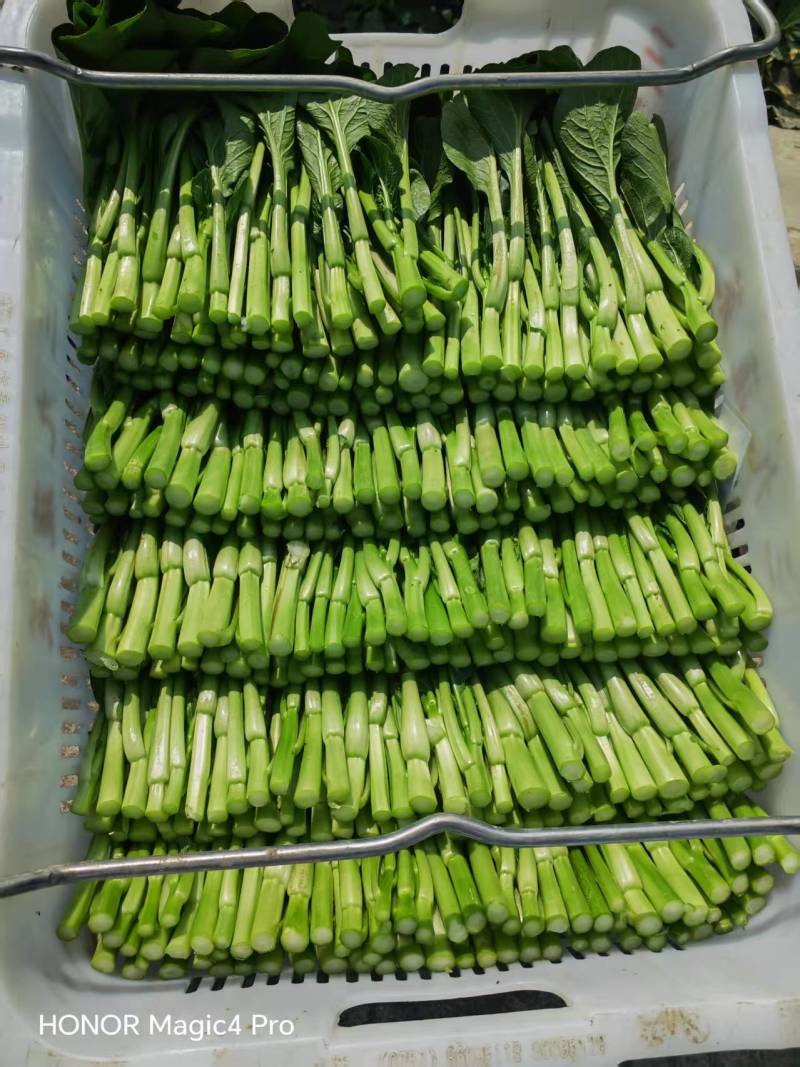 成都菜心精品菜心基地直供色泽好保质保量欢迎采购