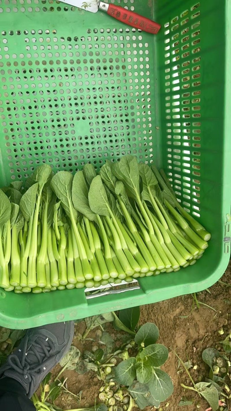 成都菜心精品菜心基地直供色泽好保质保量欢迎采购