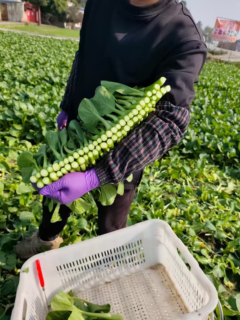 成都菜心精品菜心基地直供色泽好保质保量欢迎采购