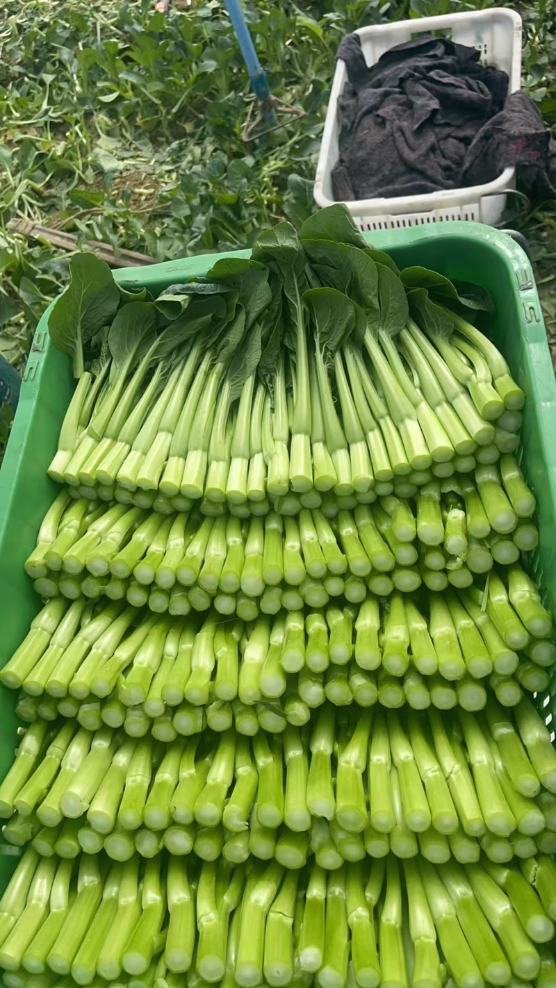成都菜心精品菜心基地直供色泽好保质保量欢迎采购