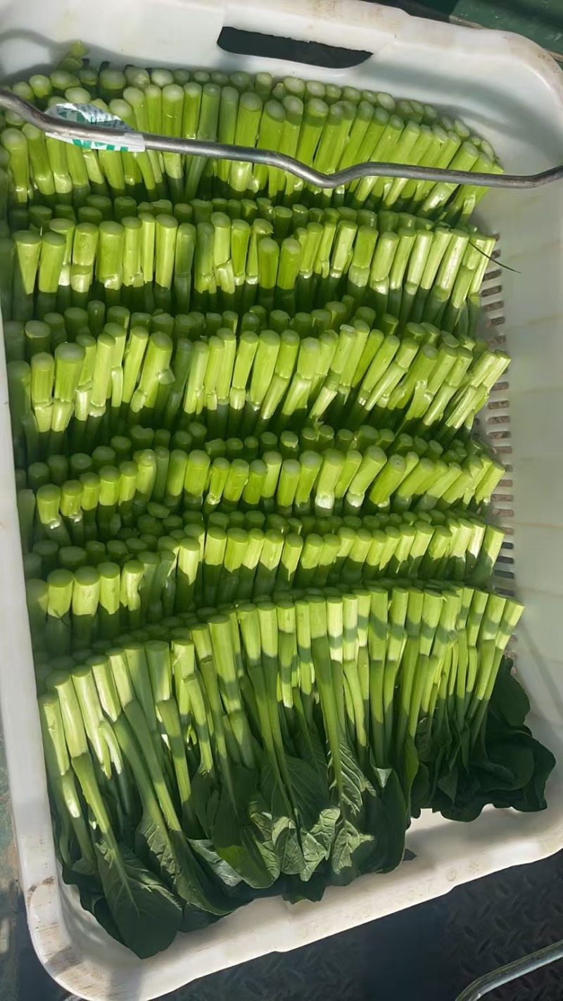 成都菜心精品菜心基地直供色泽好保质保量欢迎采购