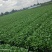 成都菜心精品菜心基地直供色泽好保质保量欢迎采购