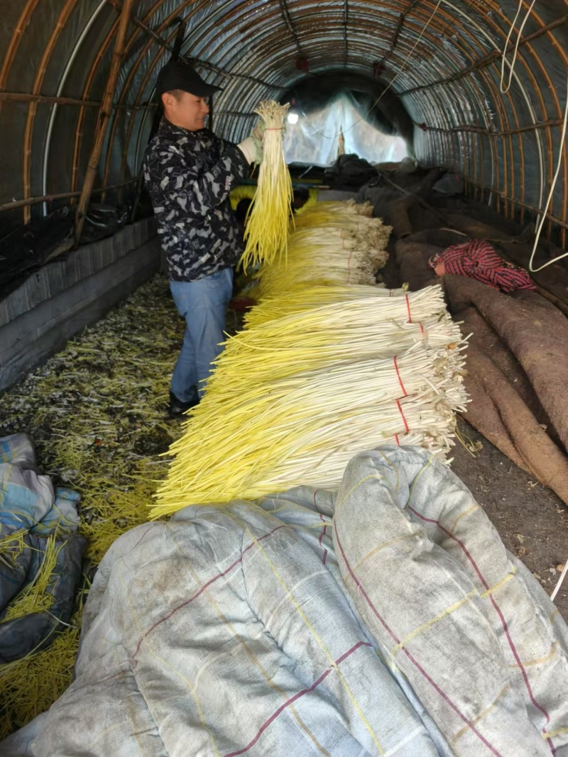 山东沂源蒜黄大量直供产地头茬货源现割现装车