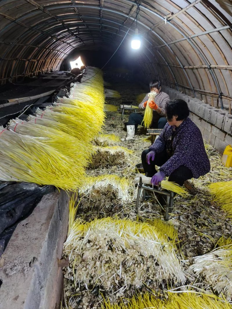 山东沂源蒜黄大量直供产地头茬货源现割现装车