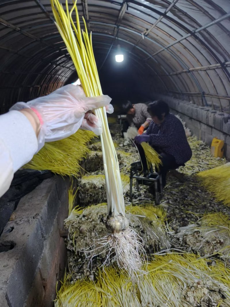 山东沂源蒜黄大量直供产地头茬货源现割现装车