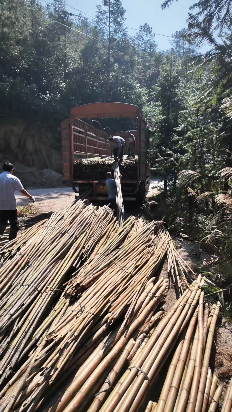 【精品竹子】竹竿菜架产地直销支持定制尺寸欢迎采购咨询