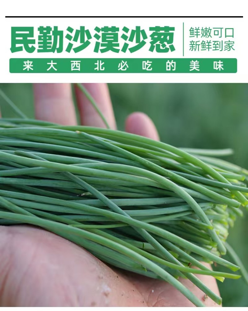 甘肃民勤县沙葱产地货源充足批发零售欢迎电话联系