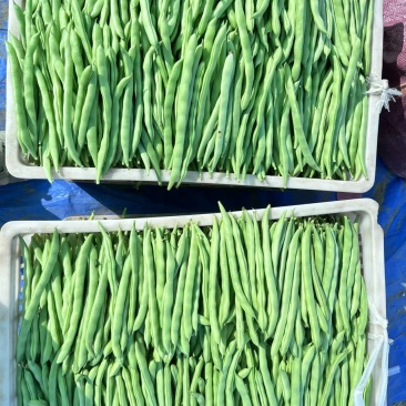 云南小金豆精品小金豆产地直发包上车价格美丽产地直发欢迎咨