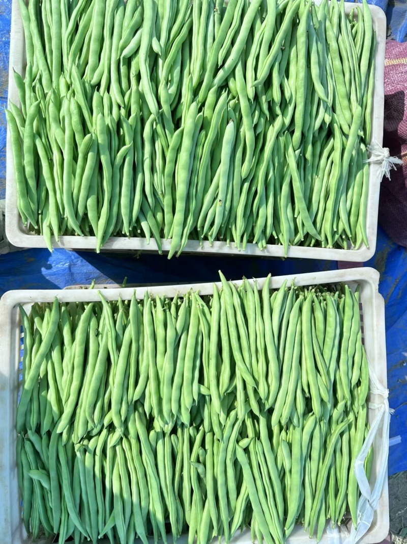 云南小金豆精品小金豆产地直发包上车价格美丽产地直发欢迎咨