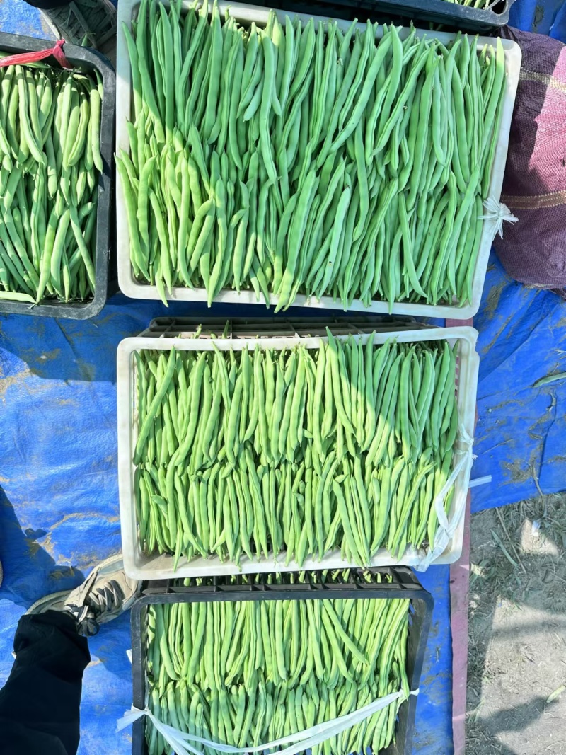 云南小金豆精品小金豆产地直发包上车价格美丽产地直发欢迎咨