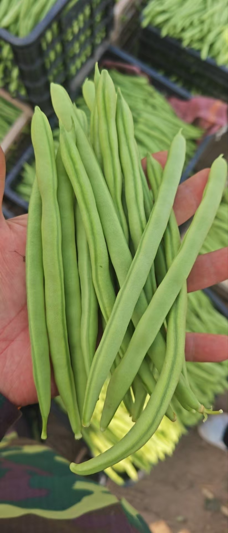 云南小金豆精品小金豆产地直发包上车价格美丽产地直发欢迎咨
