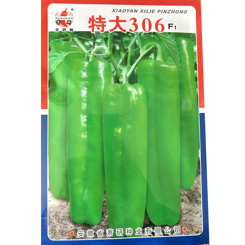特大306大果牛角辣椒种子牛角椒菜椒泡椒春季秋季籽基地