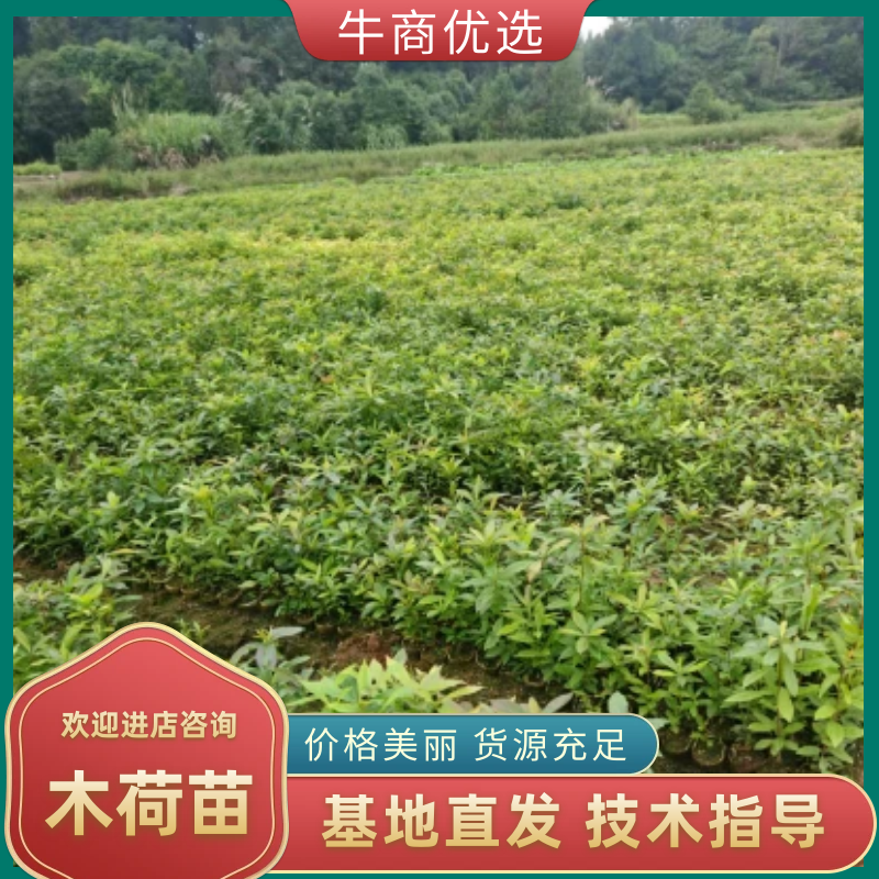 木荷杯苗大量现货供应，规格齐全，可视频看货对接全国客商