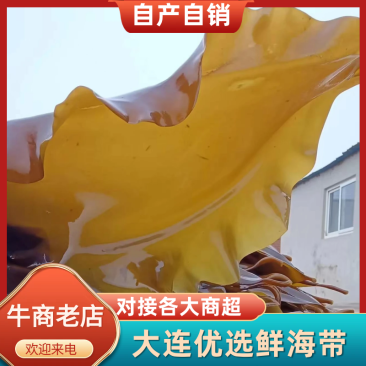 鲜品海带，深海养殖，品质保证，价格优惠，产地直发