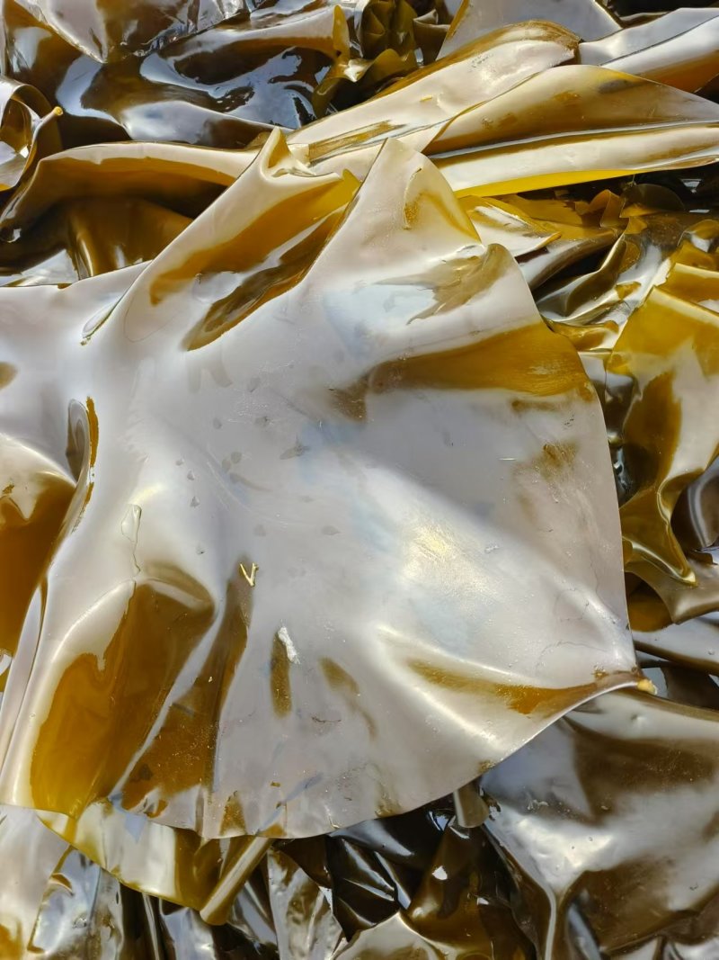 鲜品海带，深海养殖，品质保证，价格优惠，产地直发