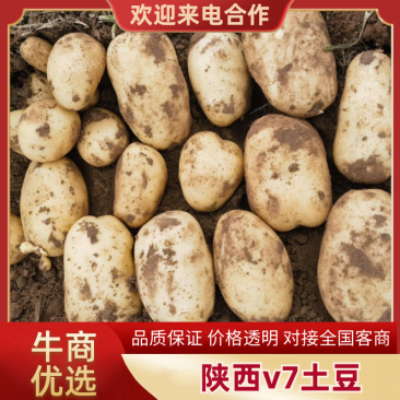 榆林土豆V7，可以代发全国，品质保证，信用第一，放心购买