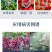 正品绿亨72%甲霜氧亚铜蔬菜果树葡萄霜霉病专用农药杀菌剂