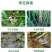 绿亨贝苗士3%正品甲霜恶霉灵噁霉灵水稻立枯病农药杀菌剂
