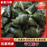 【肇庆特产】新鲜手工粽子，原香叶包裹，口感香糯，**特惠！