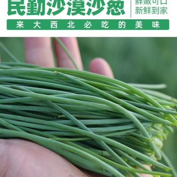 甘肃民勤县沙葱产地货源充足批发零售欢迎电话联系
