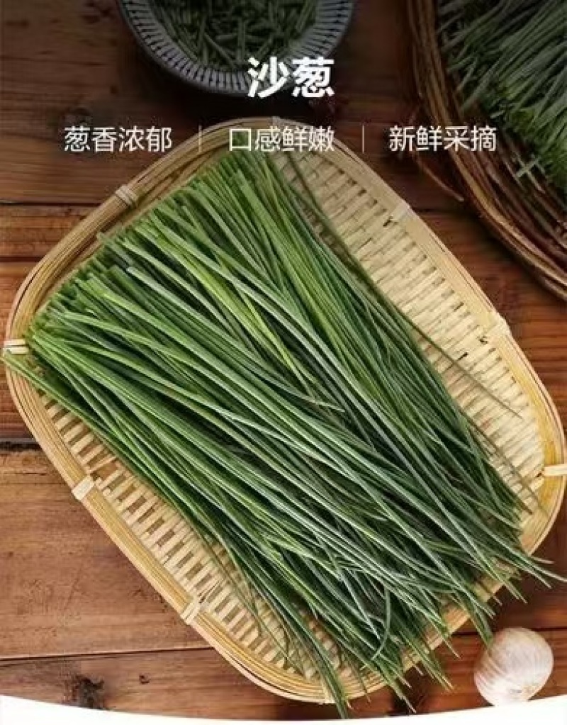 甘肃民勤县沙葱产地货源充足批发零售欢迎电话联系