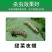 金哈哈杀虫剂甜菜夜蛾核型多角体病毒蔬菜请斜纹夜蛾棉铃虫杀