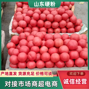 精品硬粉西红柿山东粉西红柿产地直发常年供商超