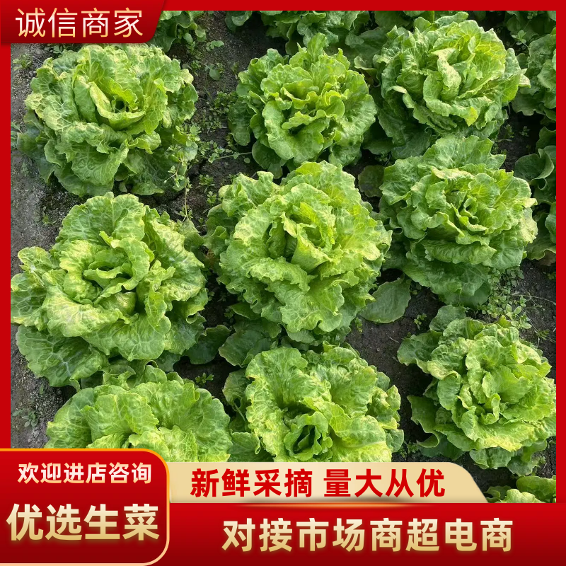 生菜，保质保量价格优惠品质保证全国发货，支持视频看货