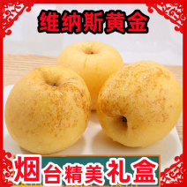 烟台黄金维纳斯苹果团购集采直播支持一件代发