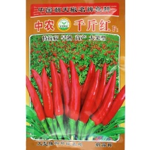 中农千斤红朝天椒种子早熟抗病大果型簇生撮大味辣