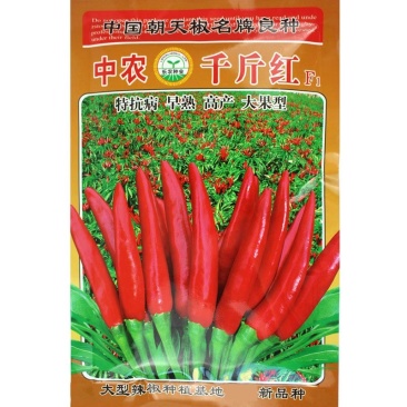 中农千斤红朝天椒种子早熟抗病大果型簇生撮大味辣