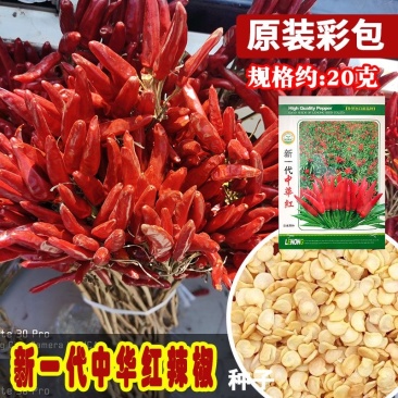 新一代中华红朝天椒种子辣味浓色深椒直皮光滑抗病抗重茬