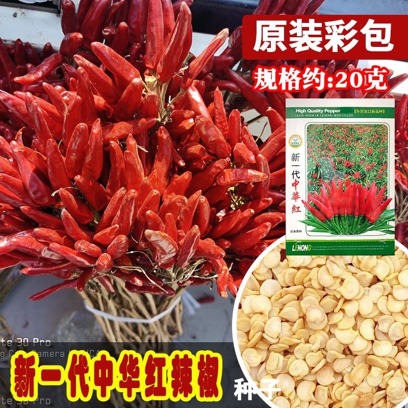 新一代中华红朝天椒种子辣味浓色深椒直皮光滑抗病抗重茬