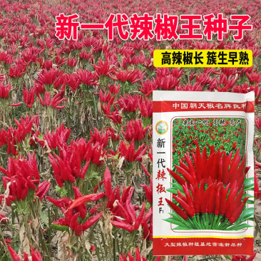 新一代辣椒王朝天椒种子高辣抗病座果率高色泽深