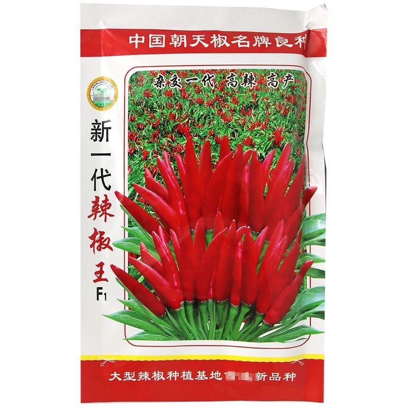 新一代辣椒王朝天椒种子高辣抗病座果率高色泽深