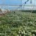 【实力推荐】晓蜜25哈密瓜（季节下市）