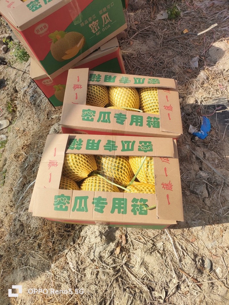 【实力推荐】晓蜜25哈密瓜（季节下市）