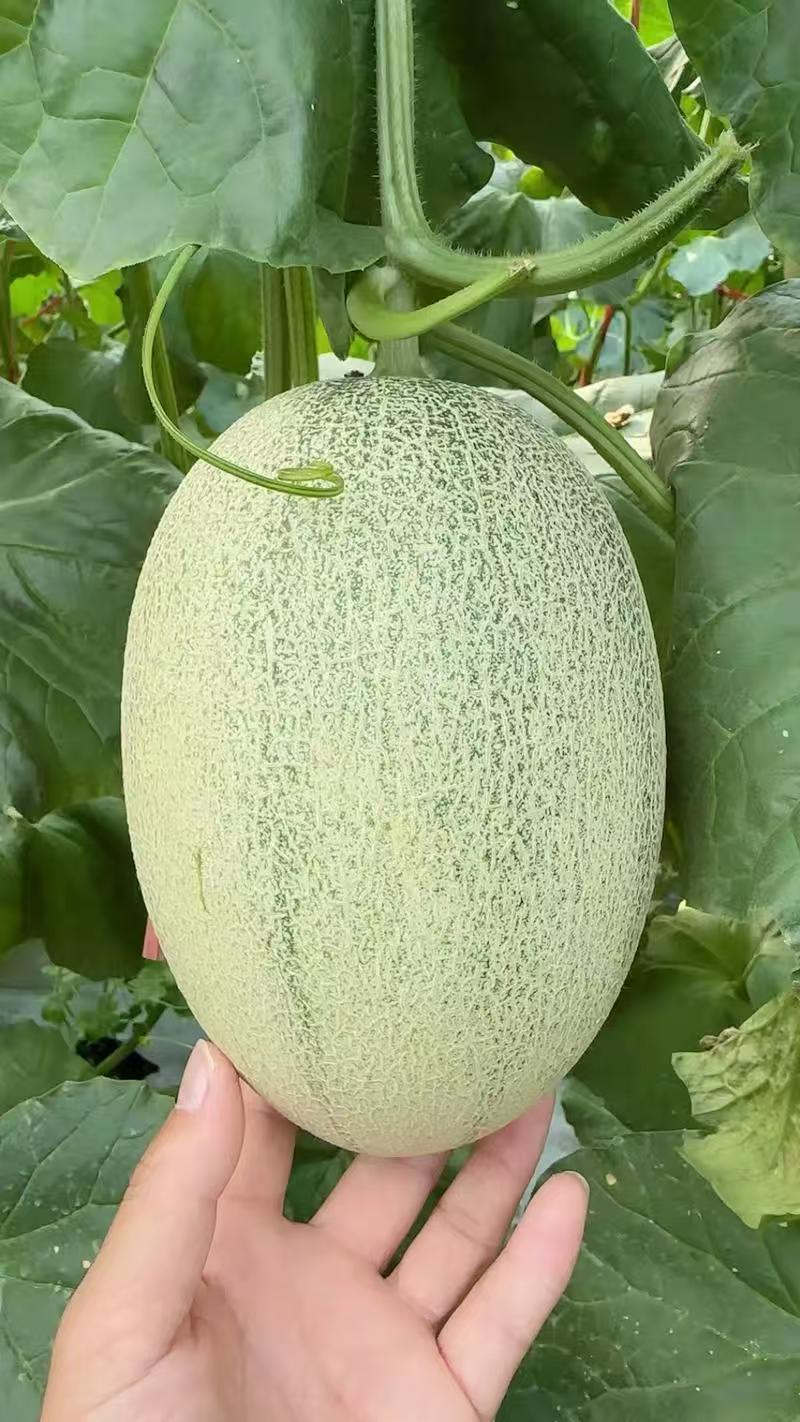 【实力推荐】晓蜜25哈密瓜（季节下市）