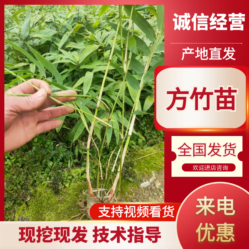方竹二年方竹苗方竹苗基地大量供应保证品质欢迎咨询