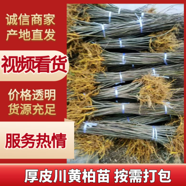 柏树苗大叶厚皮川黄柏苗黄柏树苗苗圃直发品质保证